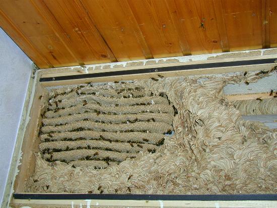 Wie Vertreibt Man Wespen Aus Dem Rolladenkasten Bildergallerie Gemeine Wespe